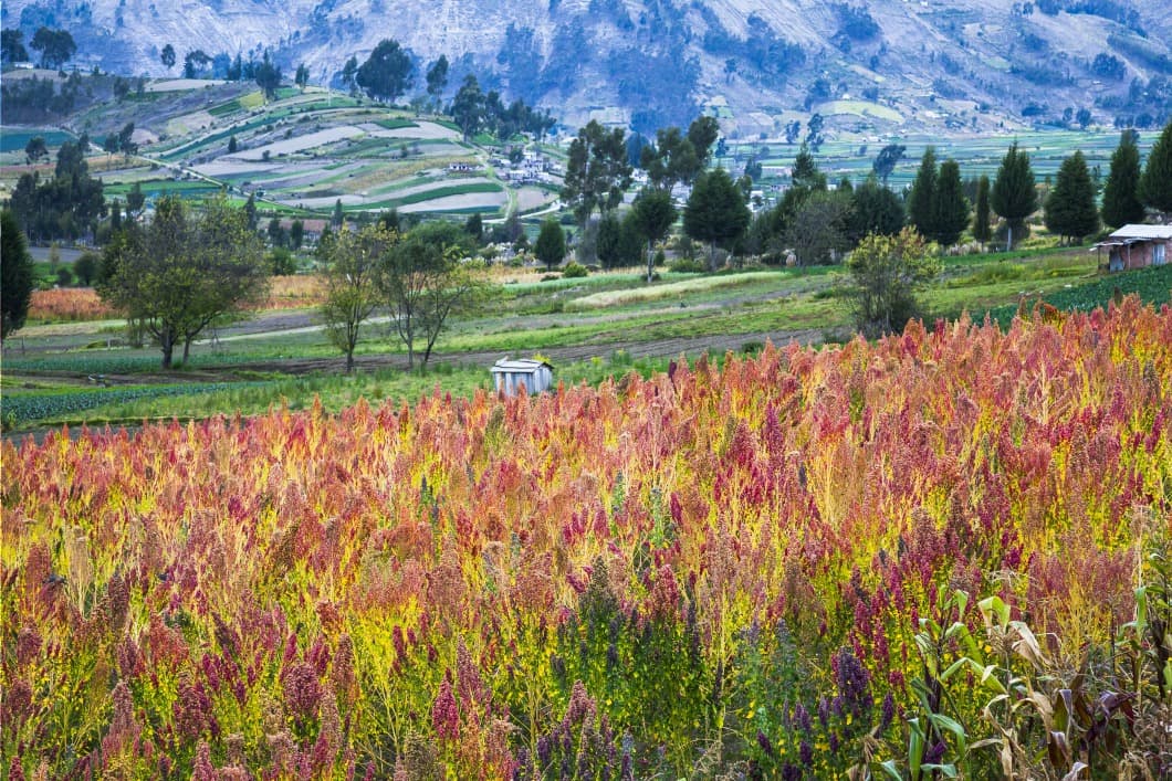 fields riobamba chimborazo